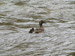 SX22018 Duck and two ducklings.jpg